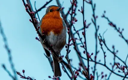 Bird Song - Dawn Chorus