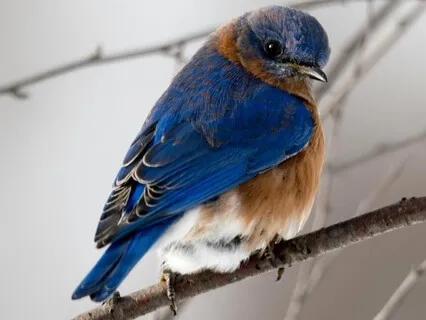 Bird Song Meditation