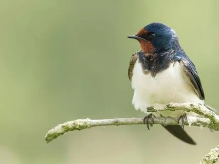 Bird Song Sounds to Help You Sleep
