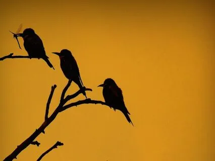 Bird Song: The Power Of Nature Sounds - Day 3