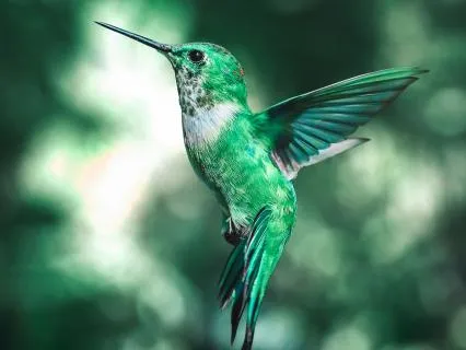 Bird Sounds For Deep Sleep