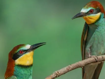Bird Sounds & Guitar For Deep Sleep