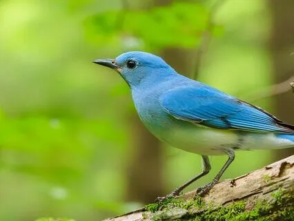 Bird Sounds: Nature's Mental Wellness Boost