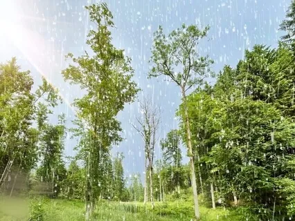 Birds & Frogs Celebrating Heavy Rain - Relaxation & Sleep