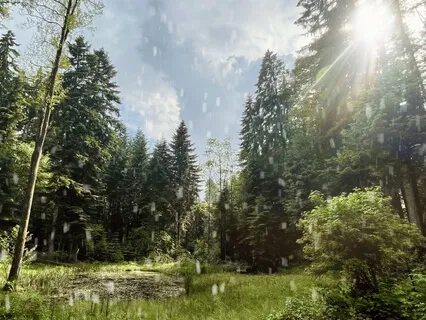 Birds & Frogs - Trickling Spring Evening - Relaxation & Sleep