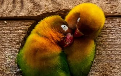 Birds And Koshi Nature Sounds Of Healing