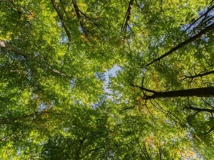 Birds, Breeze & Tuning Forks Sound Healing Meditation 