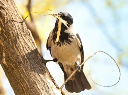 Birds Building Nests (Live Request)