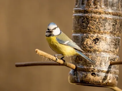 Birds Fluttering, Flying, And Feeding