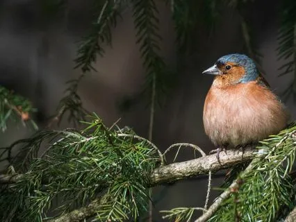 Dream Birds: Part 1, Feathers And Friends, A Sleep Story