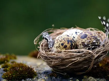 Dream Birds: Part 2, The Secrets Of The Nest, A Sleep Story