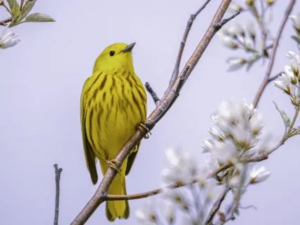 Birds & Gentle Piano For Sleep