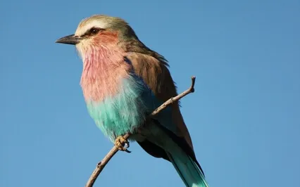 Birds In Spring: Nature & Music