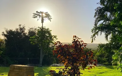 Birds In The Backyard In Hawaii