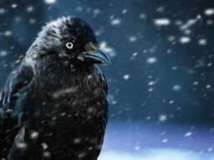 Birds In The Winter Woods