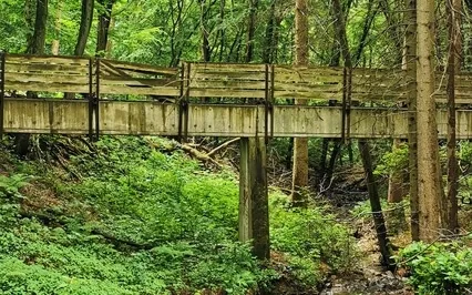 Birds Near A Creek In The Forest