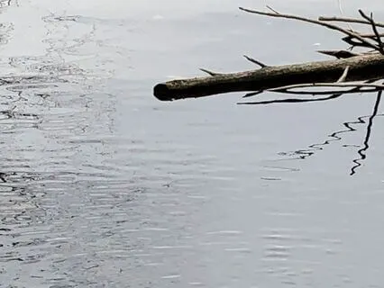 Birds Of Connecticut: 3-Minute Reset