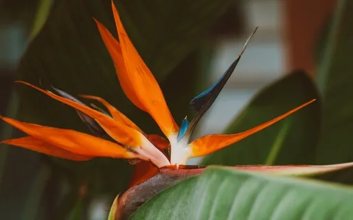 Birds Of Paradise: Inspiring Meditative Moment