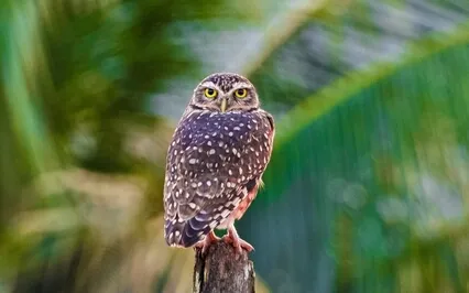 Birds Of Paradise: Reflective Meditative Moment 