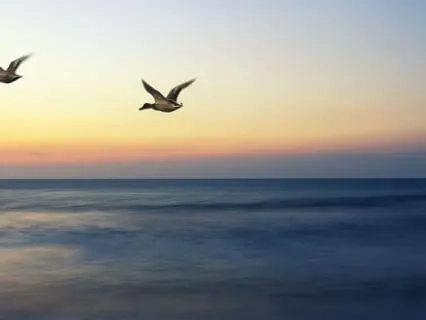 Birds Of The Pacific - A Song Of Freedom