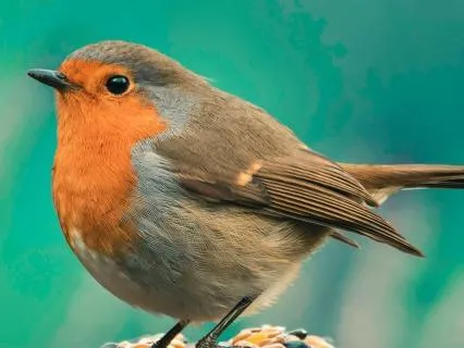 Birds Singing Ambience For Deep Sleep