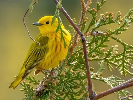 Birds Singing in a Swedish Forest