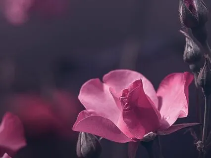 Birds Singing In Spring Rain And Thunderstorm Soundscape