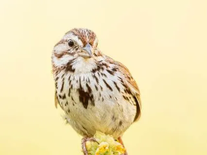 Birds Singing in the Early Morning