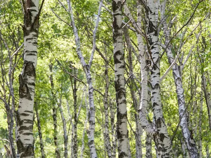 Swiss Alps | Birds Singing In The Morning