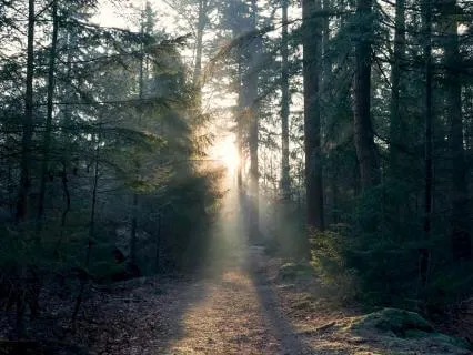 Birds Singing In The Sunny Forest