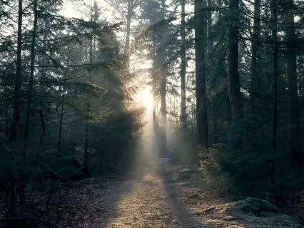 Birds Singing In The Sunny Forest