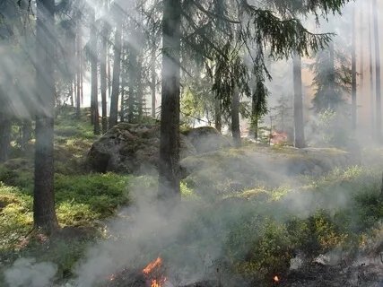 Birds Singing In The Woods Of Sweden