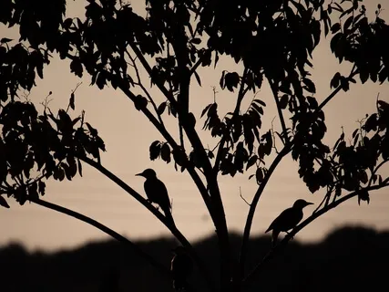 Birds Sleeping Beauty 