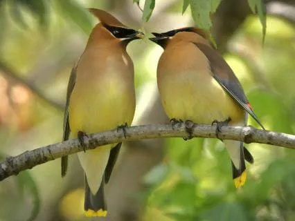 Birds Sounds And Crystal Singing Bowls