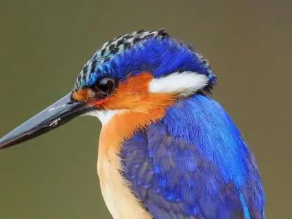 Birds Sounds For Deep Sleep