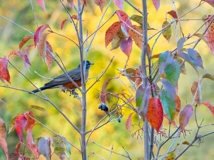 Birds Wind & Trees - Nature Relaxation Sounds