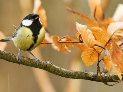 Birdsong And Gentle Rain for Deep Sleep