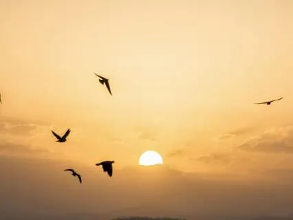 Birdsong and Gentle Sea Waves for Sleep