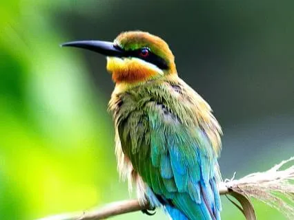 Birdsong And Soothing Water Flow For Sleep