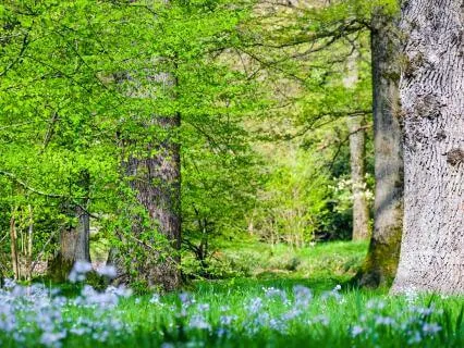 Birdsong At Dawn In The Ancient Woods