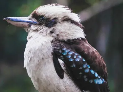 Birdsong Australia: Morning Chorus