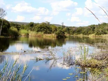 Birdsong Chorus At A Lake In Africa