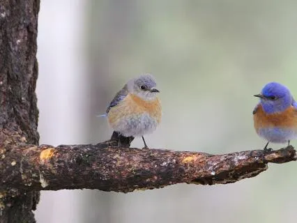 Birdsong Forest Sounds for Deep Sleep
