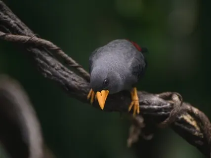 Birdsong Relaxation Exercise