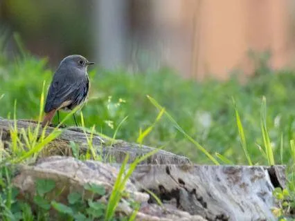 Birdsong Mindfulness Walk