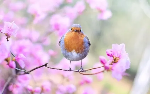 Birdsong | Nature Sounds Collection | Patrick Lynen