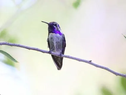 Birdsong & Piano: Morning Music To Lower Cortisol