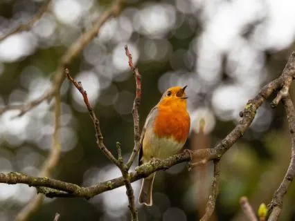 Birdsong Reset With Harp - Morning Music