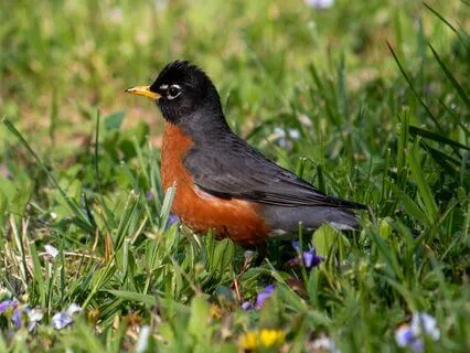 Birdsong With 432 Hz + 528 Hz Tuning Forks For Stress Relief