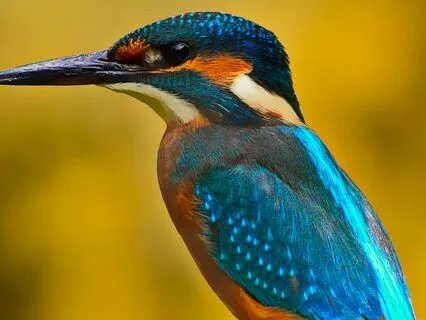 Birdwatching At Bedtime